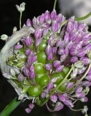 Fotografia 3 da espécie Allium ampeloprasum no Jardim Botânico UTAD