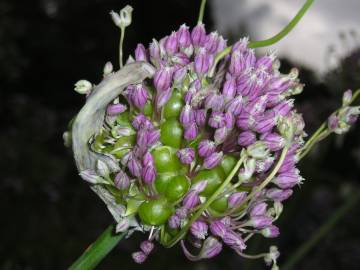 Fotografia da espécie Allium ampeloprasum