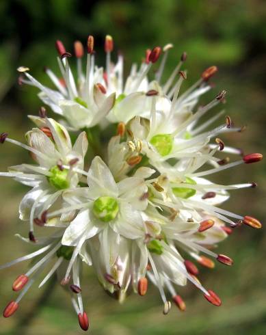 Fotografia de capa Allium ericetorum - do Jardim Botânico