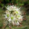 Fotografia 1 da espécie Allium ericetorum do Jardim Botânico UTAD