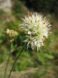 Fotografia da espécie Allium ericetorum