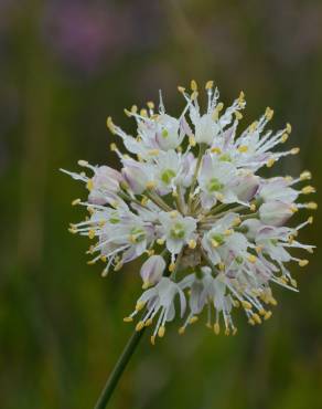 Fotografia 3 da espécie Allium ericetorum no Jardim Botânico UTAD