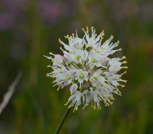 Fotografia da espécie Allium ericetorum