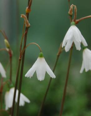 Fotografia 1 da espécie Acis autumnalis no Jardim Botânico UTAD