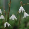 Fotografia 1 da espécie Acis autumnalis do Jardim Botânico UTAD