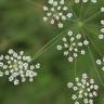 Fotografia 6 da espécie Carum verticillatum do Jardim Botânico UTAD