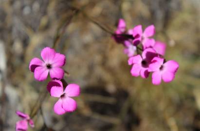 Fotografia da espécie Dianthus laricifolius subesp. laricifolius