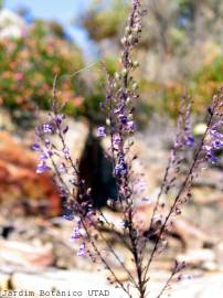 Fotografia da espécie Anarrhinum longipedicellatum