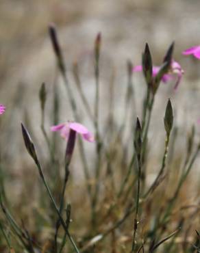 Fotografia 5 da espécie Dianthus laricifolius subesp. laricifolius no Jardim Botânico UTAD