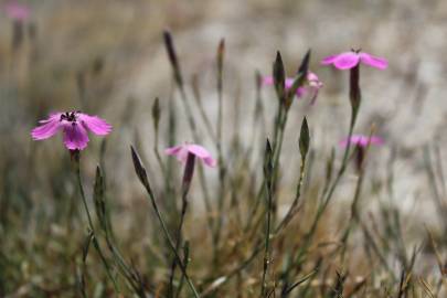 Fotografia da espécie Dianthus laricifolius subesp. laricifolius