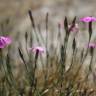 Fotografia 5 da espécie Dianthus laricifolius subesp. laricifolius do Jardim Botânico UTAD