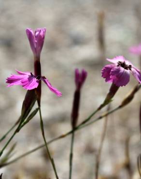 Fotografia 6 da espécie Dianthus laricifolius subesp. laricifolius no Jardim Botânico UTAD