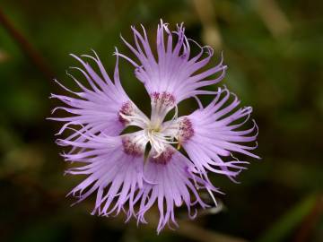 Fotografia da espécie Dianthus hyssopifolius subesp. hyssopifolius