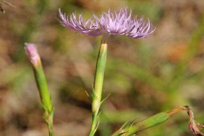 Fotografia da espécie Dianthus hyssopifolius subesp. hyssopifolius