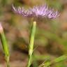 Fotografia 3 da espécie Dianthus hyssopifolius subesp. hyssopifolius do Jardim Botânico UTAD