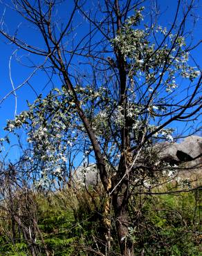 Fotografia 6 da espécie Quercus pyrenaica no Jardim Botânico UTAD