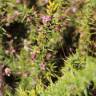 Fotografia 7 da espécie Cuscuta epithymum do Jardim Botânico UTAD