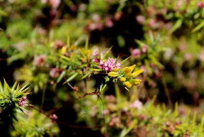 Fotografia da espécie Cuscuta epithymum