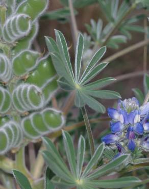 Fotografia 1 da espécie Lupinus cosentinii no Jardim Botânico UTAD