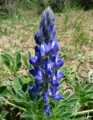 Lupinus micranthus