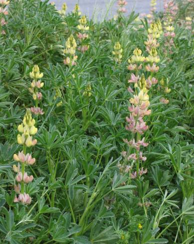 Fotografia de capa Lupinus gredensis - do Jardim Botânico