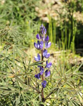 Fotografia 7 da espécie Lupinus angustifolius no Jardim Botânico UTAD