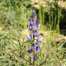 Fotografia 7 da espécie Lupinus angustifolius do Jardim Botânico UTAD