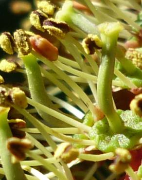 Fotografia 7 da espécie Ceratonia siliqua no Jardim Botânico UTAD