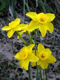 Fotografia da espécie Narcissus jonquilla