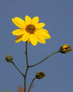 Fotografia 3 da espécie Helianthus tuberosus no Jardim Botânico UTAD