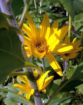 Fotografia 4 da espécie Helianthus tuberosus no Jardim Botânico UTAD