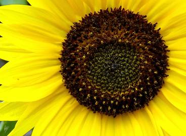 Fotografia da espécie Helianthus annuus