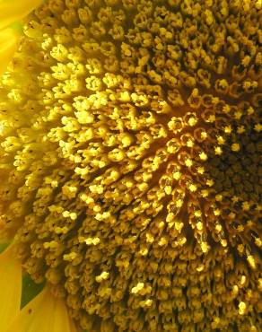 Fotografia 3 da espécie Helianthus annuus no Jardim Botânico UTAD