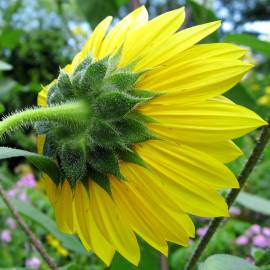 Fotografia da espécie Helianthus annuus