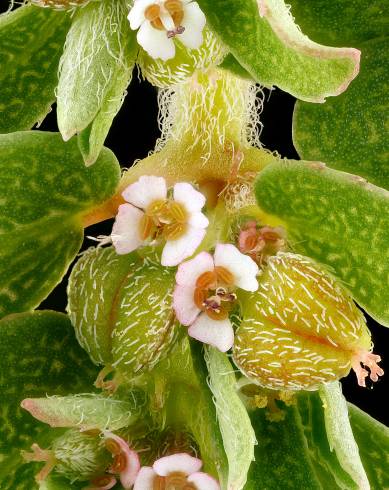 Fotografia de capa Chamaesyce maculata - do Jardim Botânico