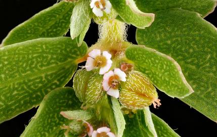 Fotografia da espécie Chamaesyce maculata