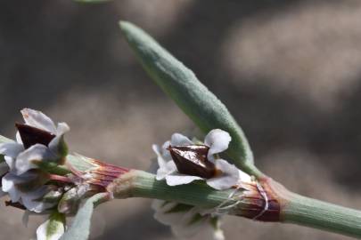 Fotografia da espécie Polygonum maritimum