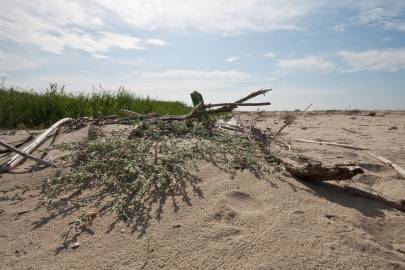 Fotografia da espécie Polygonum maritimum