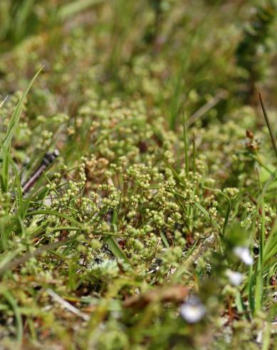 Fotografia de capa Radiola linoides - do Jardim Botânico