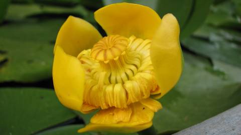 Fotografia da espécie Nuphar luteum subesp. luteum