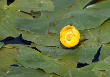 Fotografia da espécie Nuphar luteum subesp. luteum