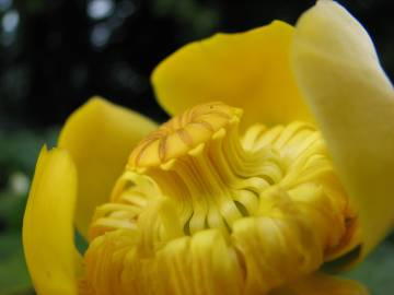 Fotografia da espécie Nuphar luteum subesp. luteum