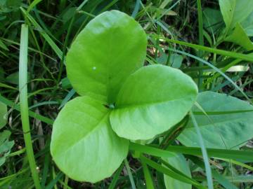 Fotografia da espécie Menyanthes trifoliata