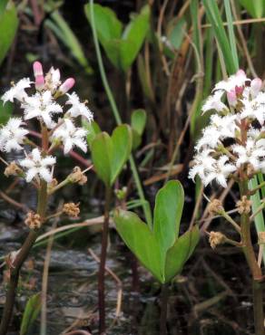 Fotografia 6 da espécie Menyanthes trifoliata no Jardim Botânico UTAD