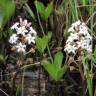 Fotografia 6 da espécie Menyanthes trifoliata do Jardim Botânico UTAD