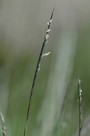 Fotografia da espécie Nardus stricta