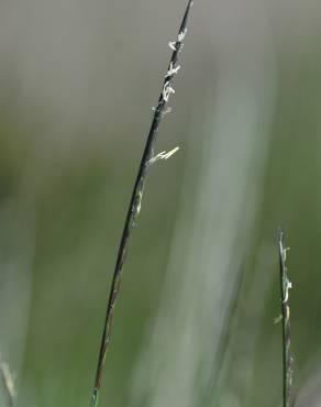 Fotografia 5 da espécie Nardus stricta no Jardim Botânico UTAD