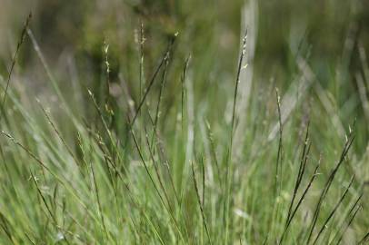 Fotografia da espécie Nardus stricta