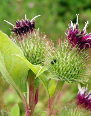 Fotografia 3 da espécie Arctium minus no Jardim Botânico UTAD