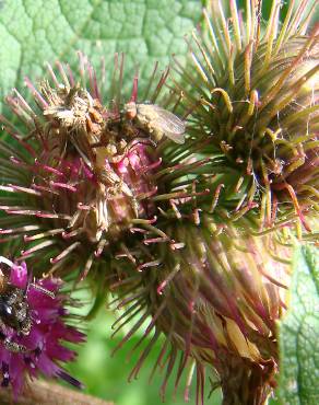 Fotografia 4 da espécie Arctium minus no Jardim Botânico UTAD